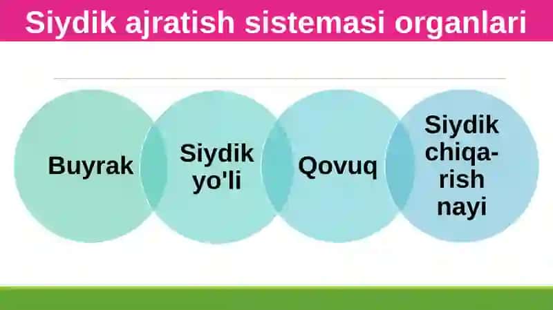 Siydikayrish organlarining tuzilishi 4