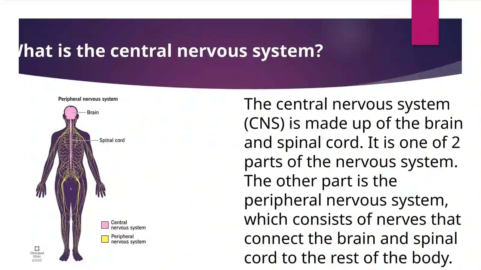 BRAIN AND ANERVOUS SYSTEM 4
