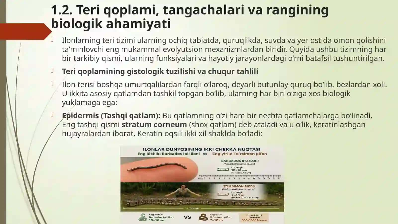 ILONLARNİNG TASHQİ İCHKİ TUZİLİSHİ 4
