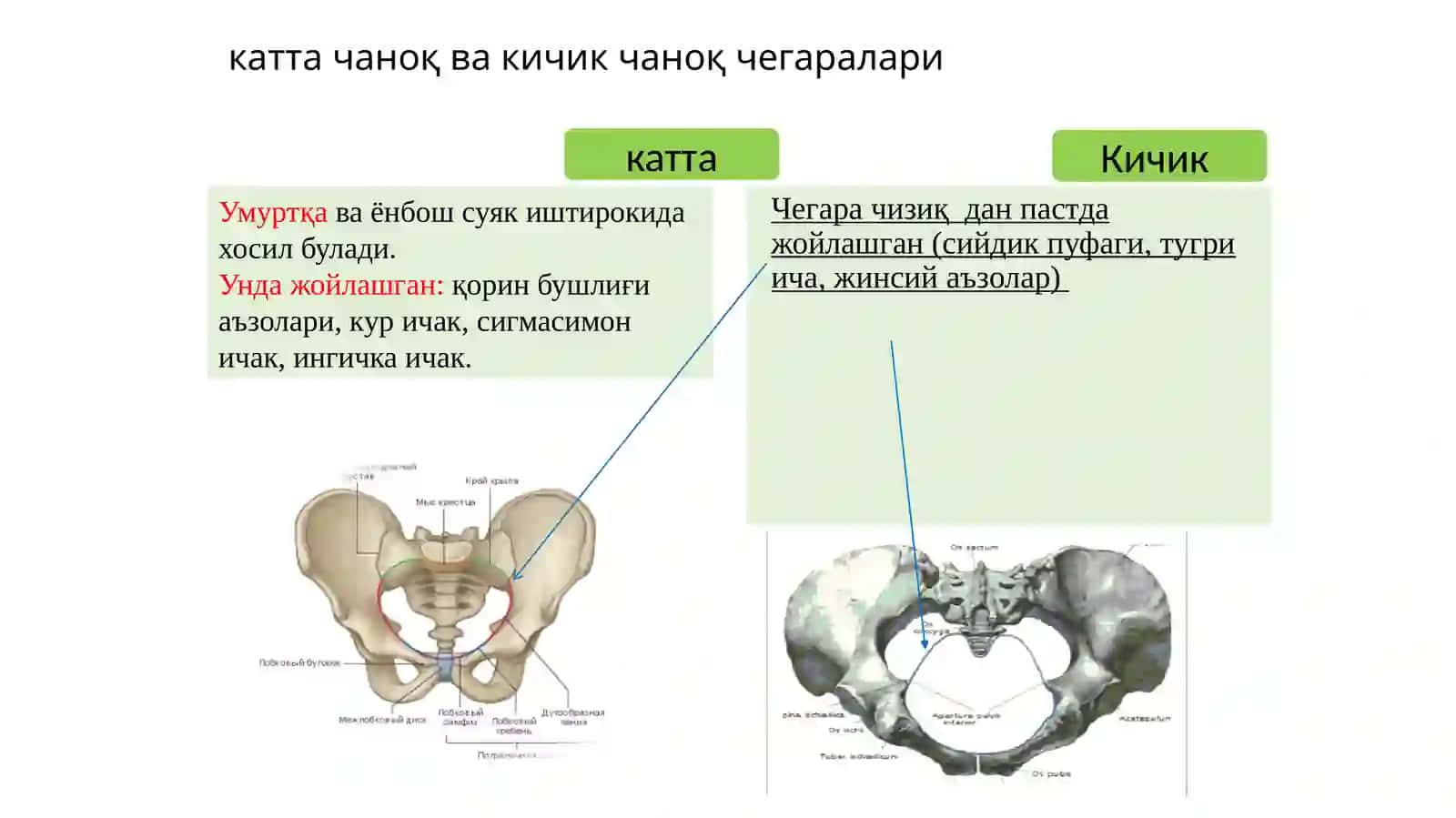 Тосваоралиқ соха клиник анатомияси 4