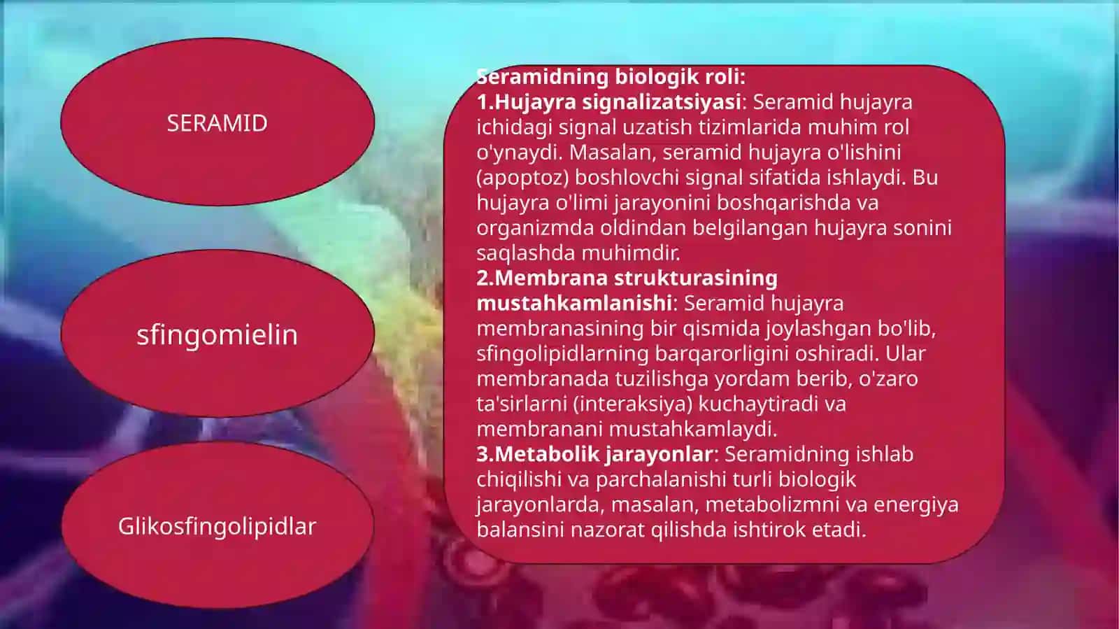 Sfingolipidlar 4