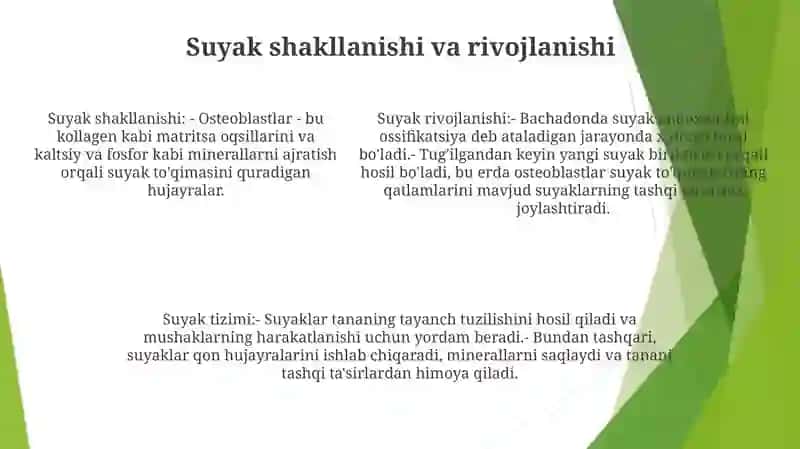 Suyaklar Sistemasi 4