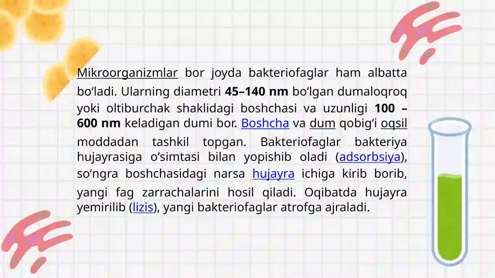 Bakteriofaglar morfologiyasi, strukturasi, reproduksiyasi va amaliyotda qo’llanilishi 4