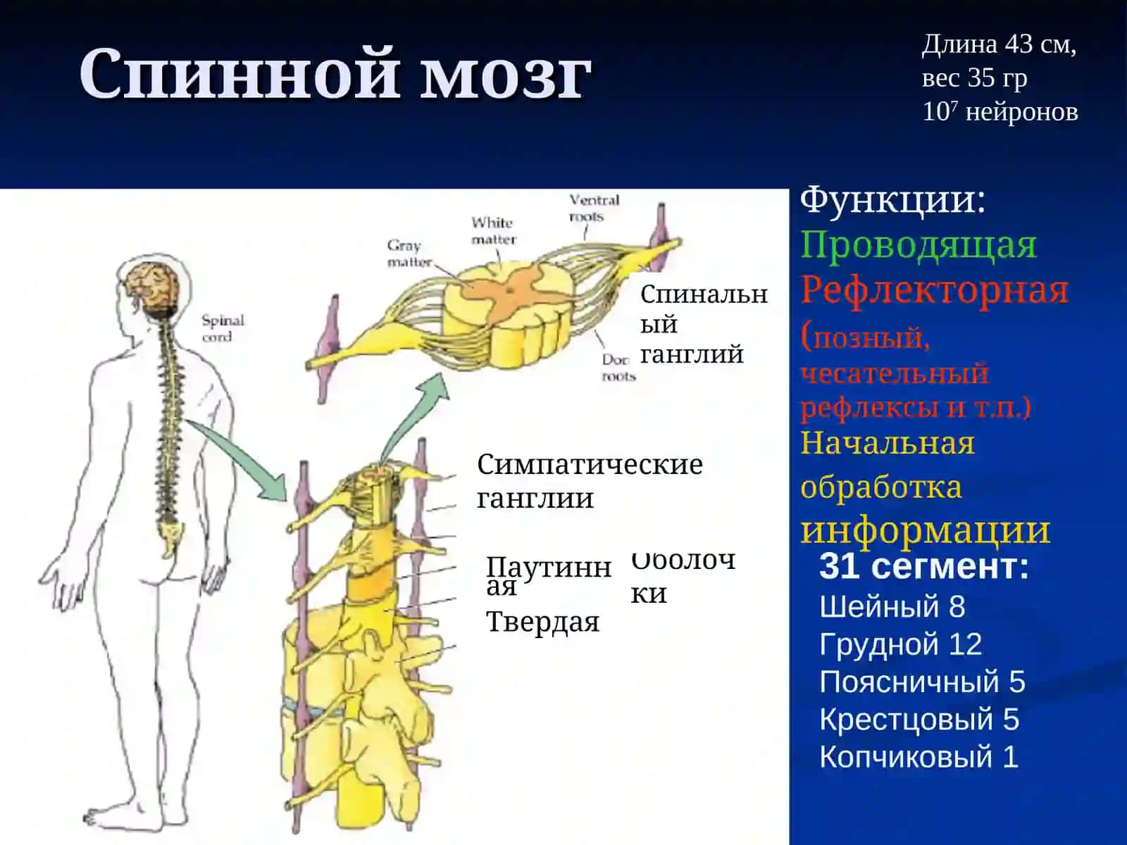 Нейрофизиология 4