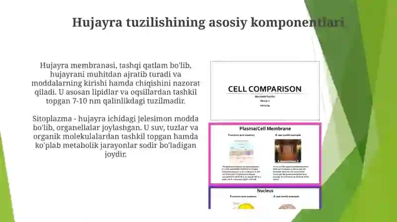 Osimlik va hayvon hujayrasining tuzilishi ularning o'zaro va farqli jihatlari 4