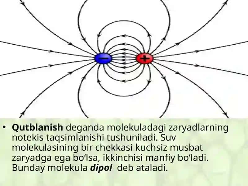Hujayrada suvning ahamiyati 4