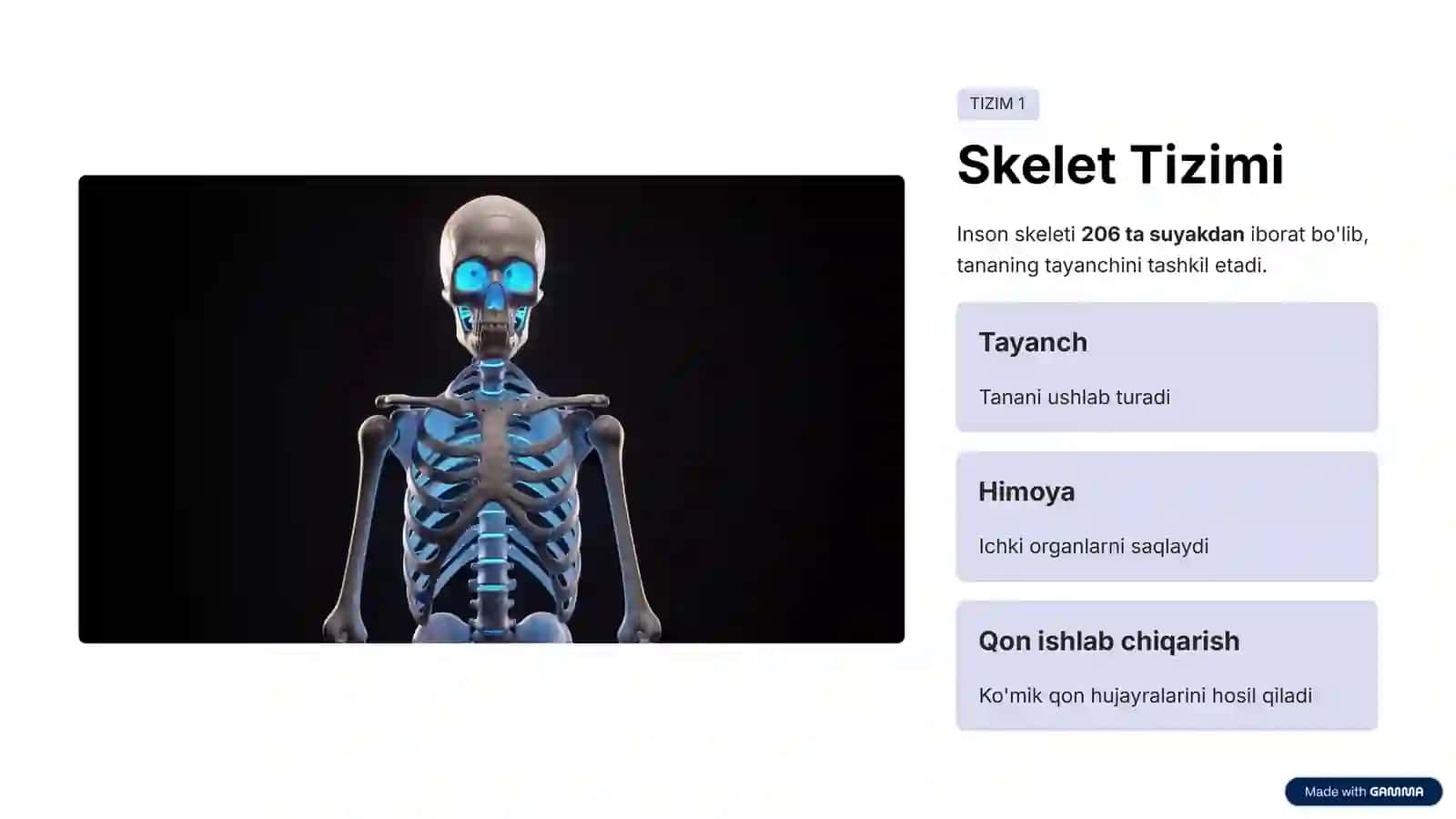Odam Anatomiyasi 4