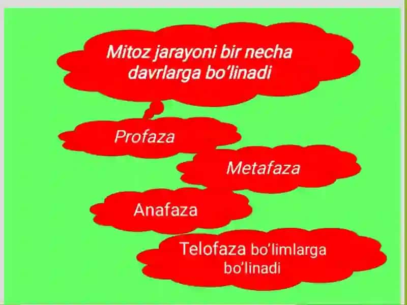 Hujayraning mitotik va hayotiy sikli 4