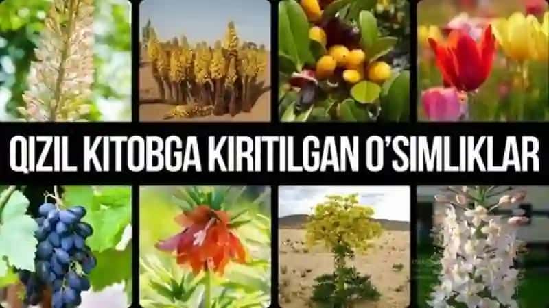 Qizil kitobga kiritilgan oʻsimliklar 4