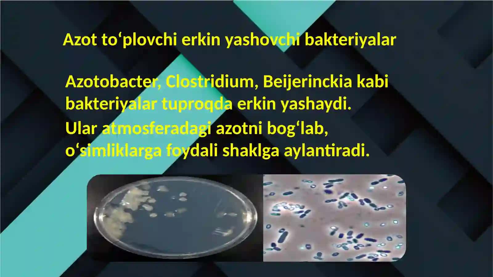 Azot to‘plovchi bakteriyalar tayyorlash 4