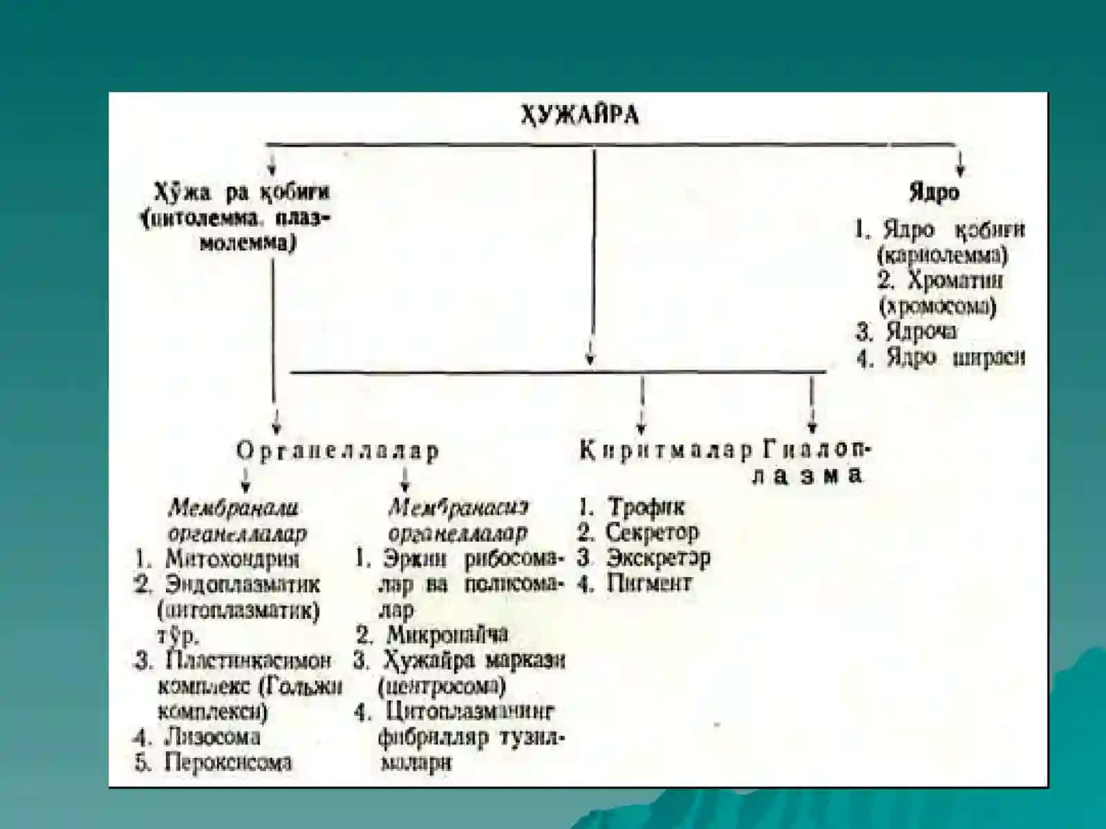 ЦИТОЛОГИЯ 4