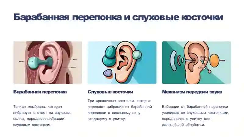 Слух биофизика элементы. Кохлеарный имплантaтция основы 4