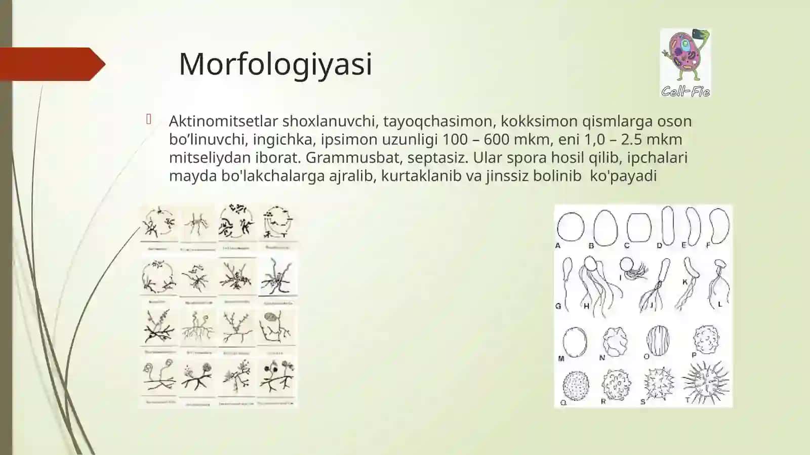 Aktinomikoz va qo‘zg‘atuvchilari 4