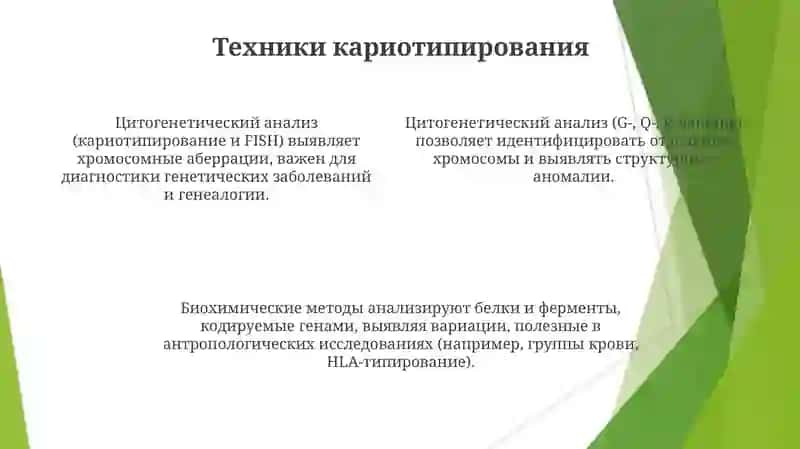 Методы антропогенетики: биохимический и цитогенетический метод 4