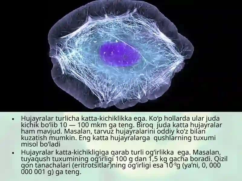 Sitoplazma 4