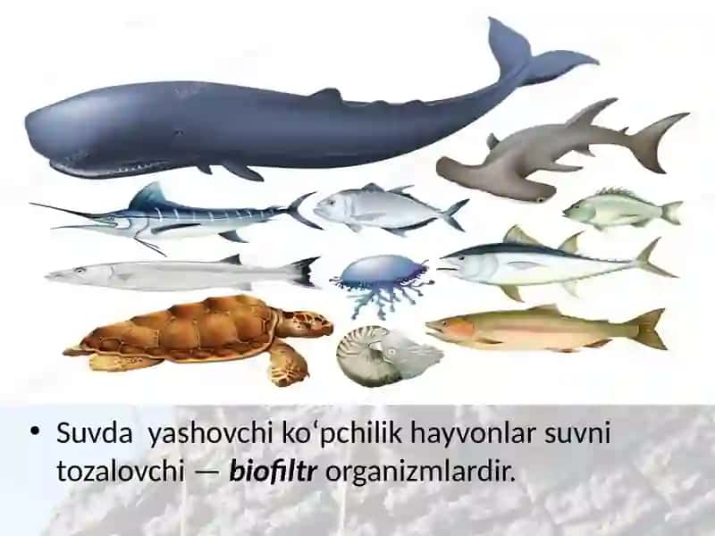 Hayvonlar dunyosi 4