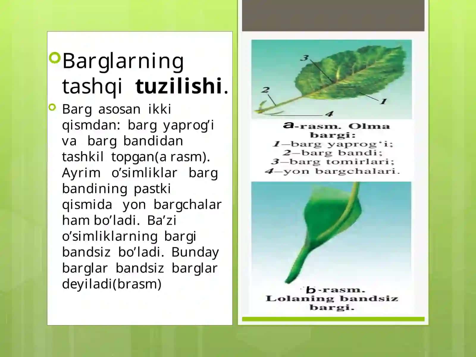 BARG 4