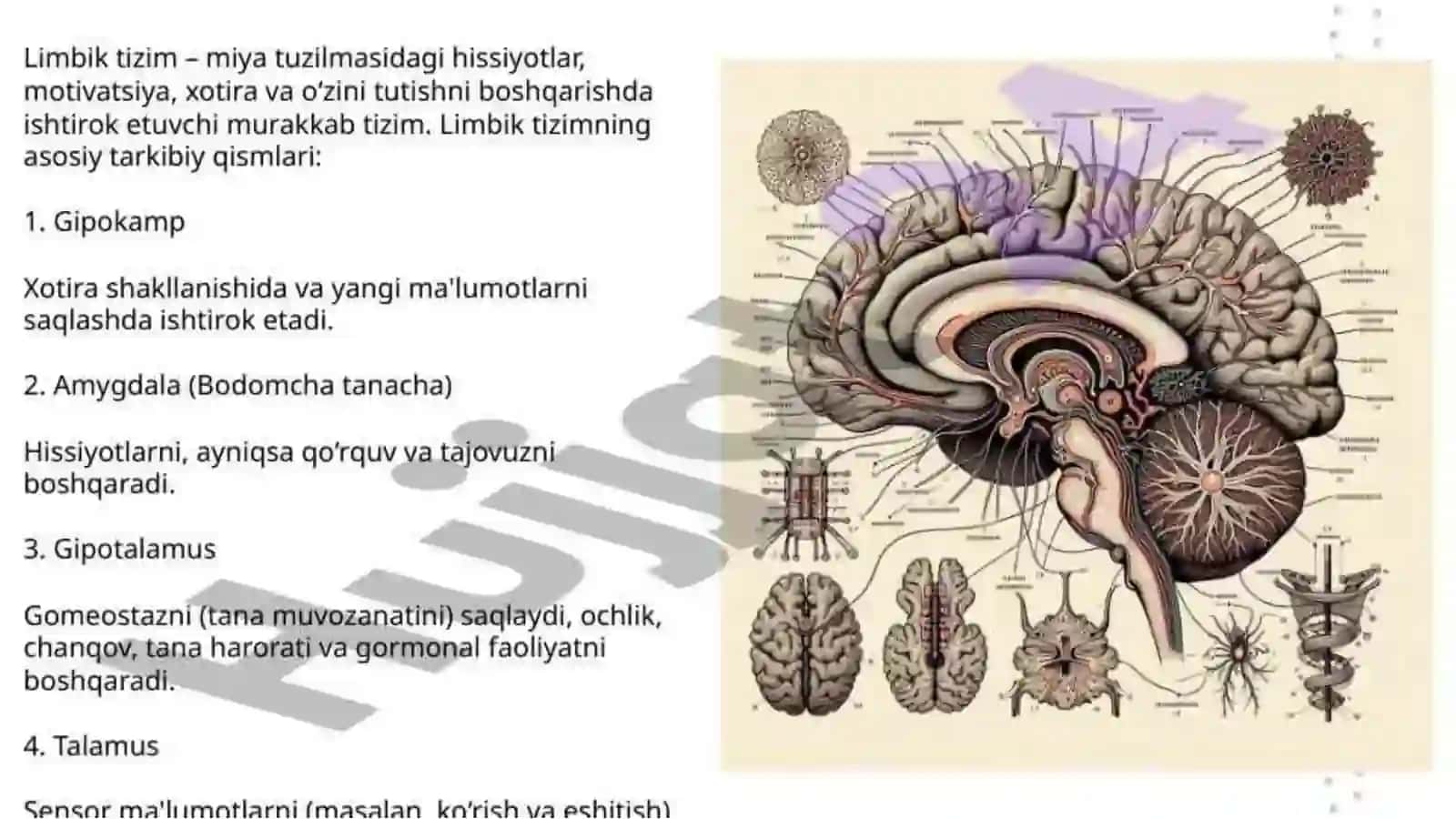 Limbik tizimning klinik ahamiyati 4