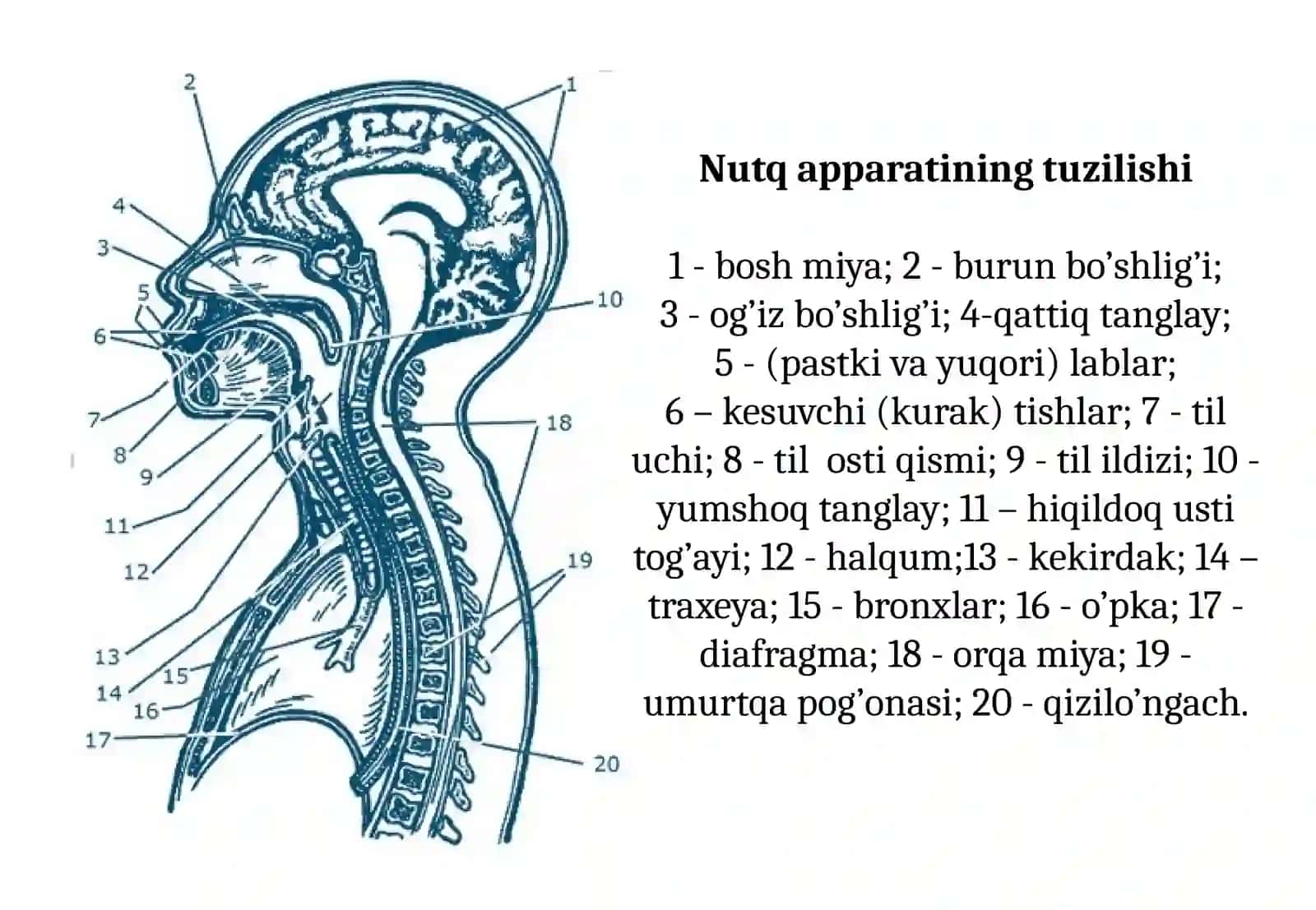 Nutq apparati organlarining tuzilishi va funksiyalari 4
