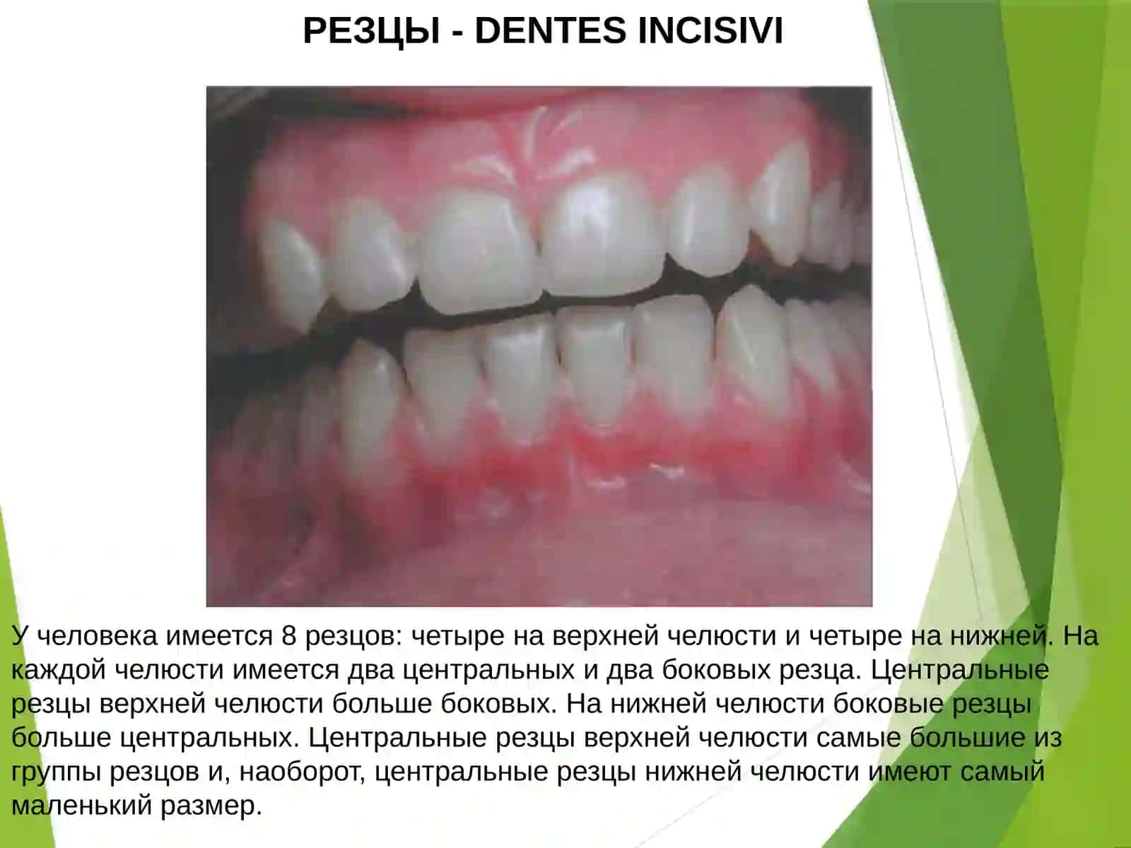 ЧАСТНАЯ АНАТОМИЯ ЗУБОВ 4