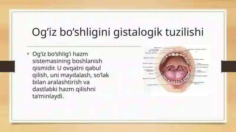 Hazm sistemasi gistalogiyasi 4