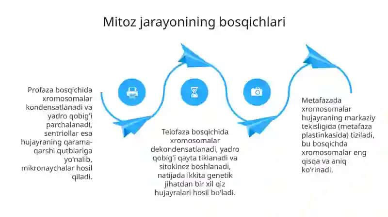 Mitoz va meyoz jarayoni 4