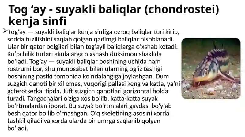 Suyakli baliqlarning sistematikasi 4