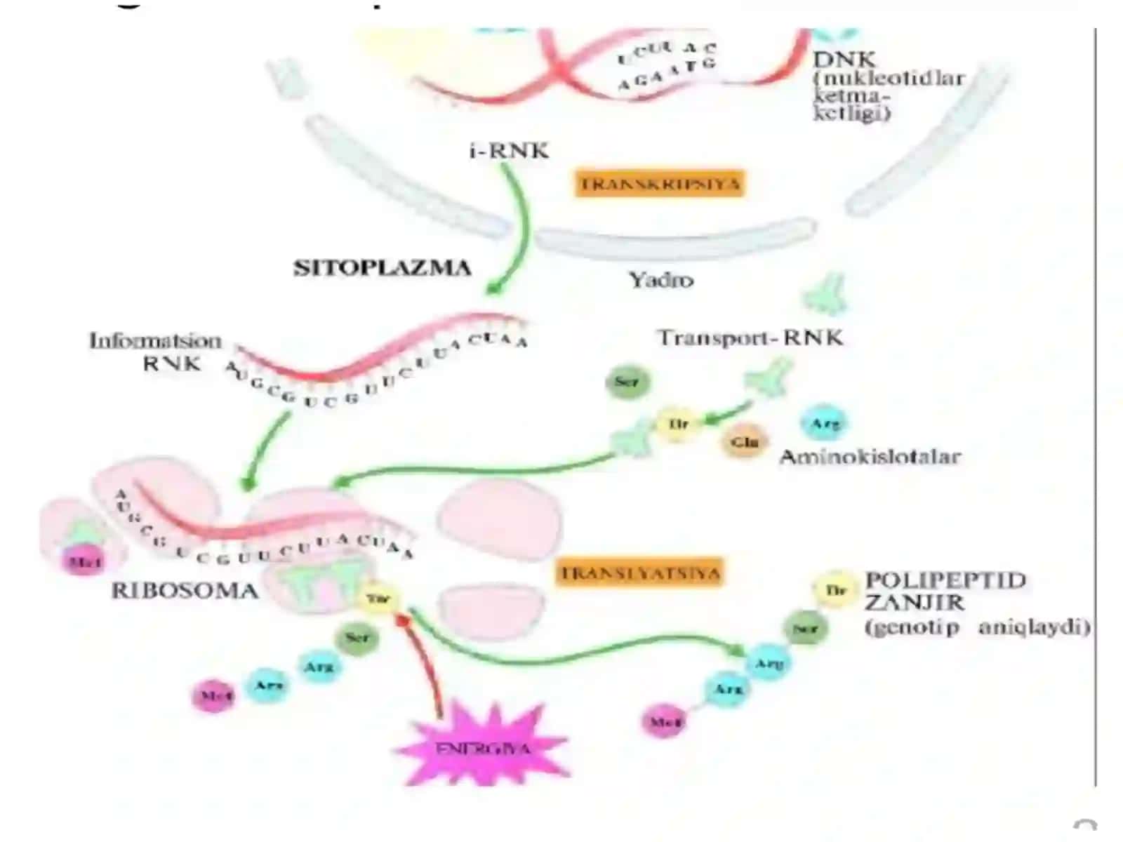 Oqsil biosintezida DNK va RNK ning roli 4