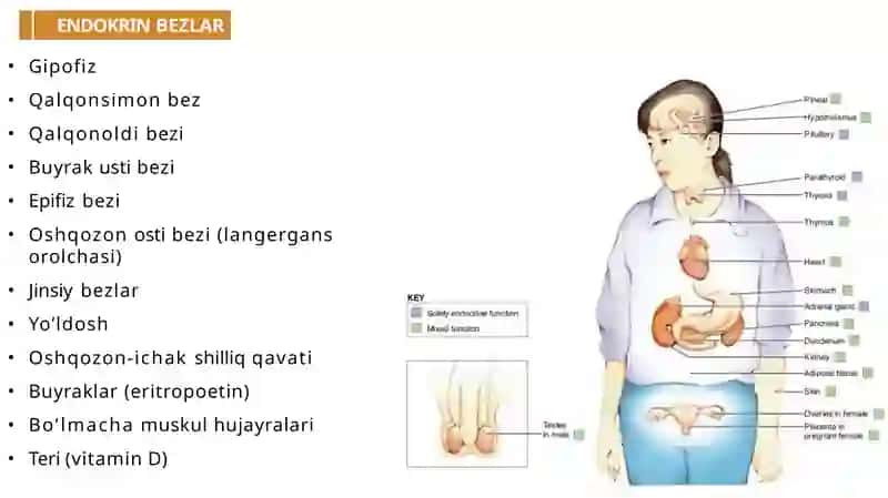 Endokrin sistemafiziologiyasi 4