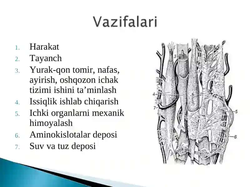 Mushak biokimyosi 4