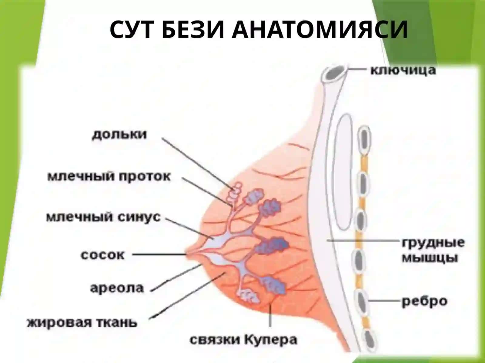 SUT BEZI RAKI 4
