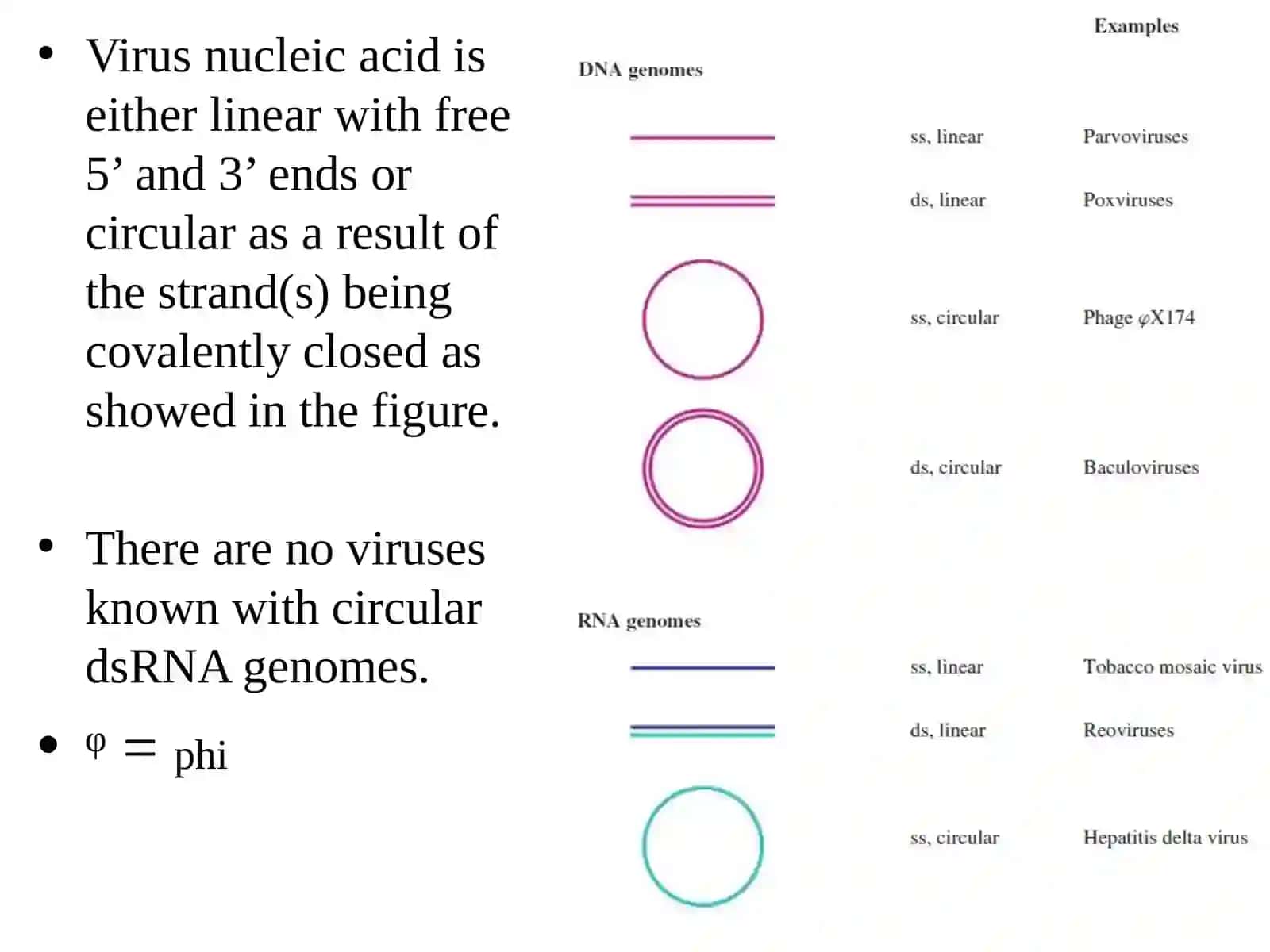 Virus structure Lecture Two 4