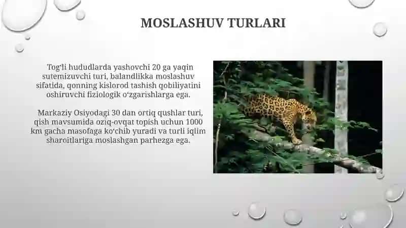 Muhit omillari va moslashuv 4
