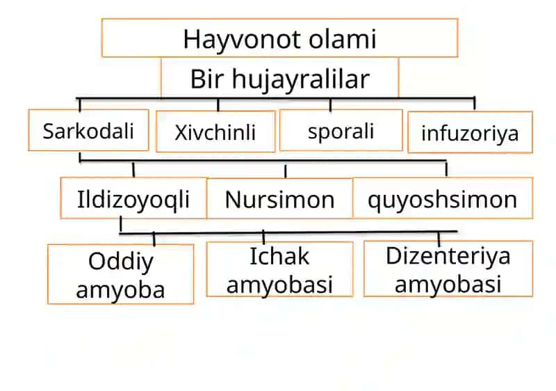 Sodda hayvonlar tipi Soxtaoyoqlilar sinfi 4