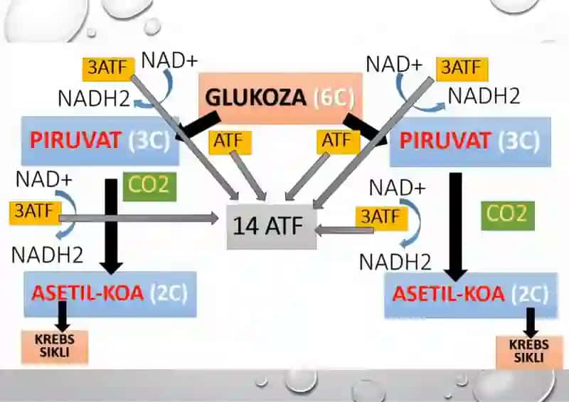 glikoliz va uning hujayra metabolizmidagi oʻrni 4