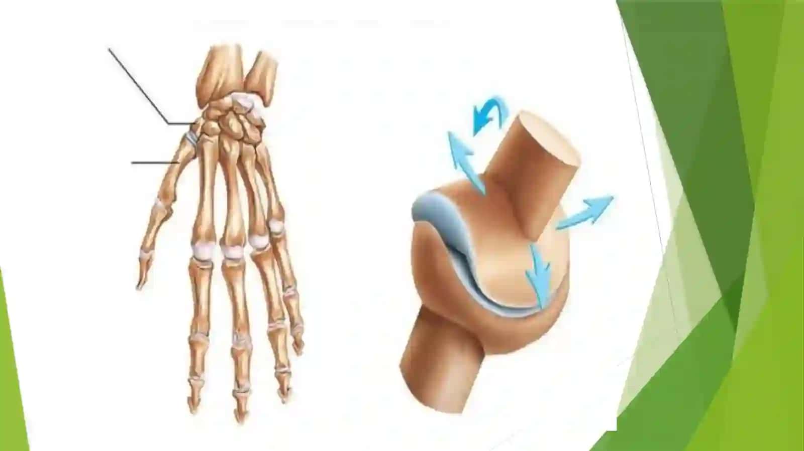 Bo'g'imlarningbiomexanikasi 4