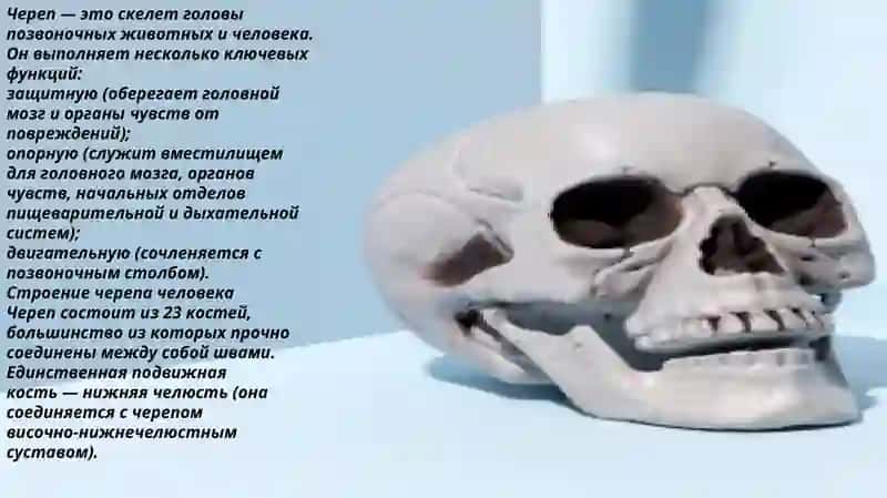 головная череп 4