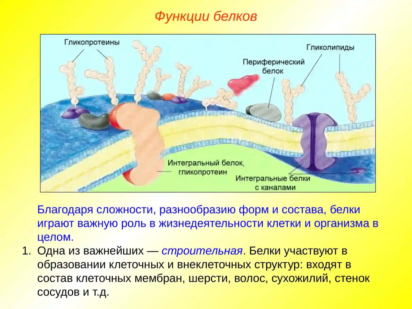 Свойства и функции белков 4