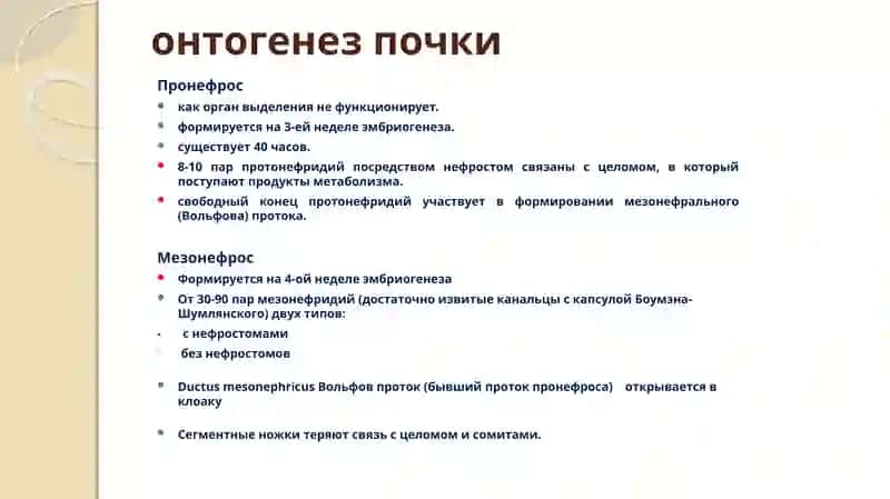 МОЧЕВЫДЕЛЕНИЯ И МОЧЕПОЛОВАЯ СИСТЕМА 4