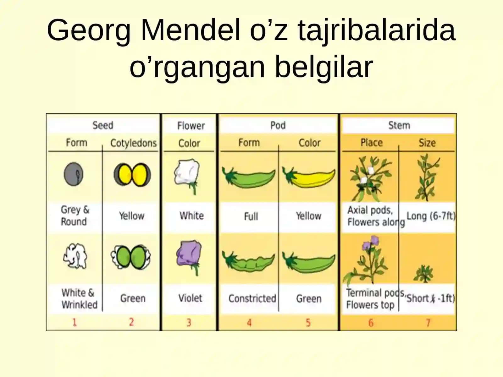 Umumiy genetika asoslari. Genlarning o‘zaro ta’siri 4