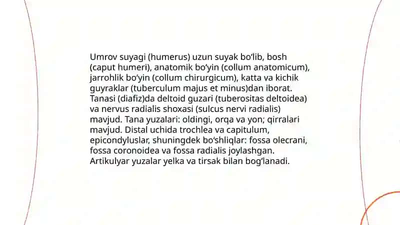 Yelka kamari suyaklari 4