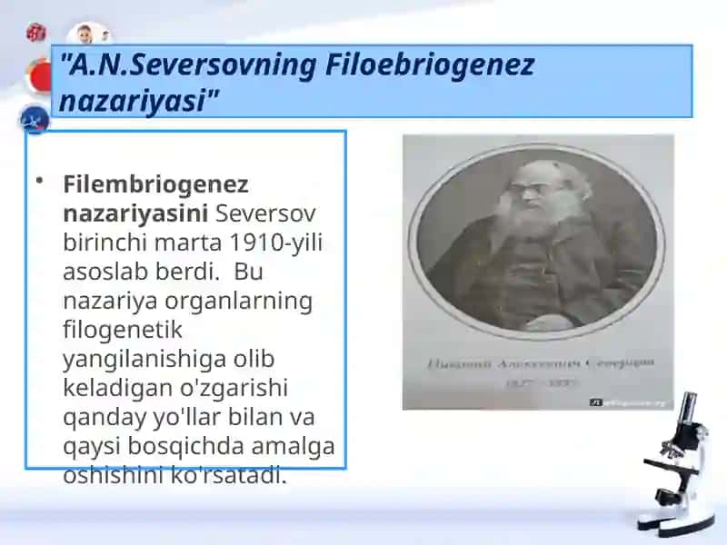 A.N.Seversovning Filoebriogeneznazariyasi 4