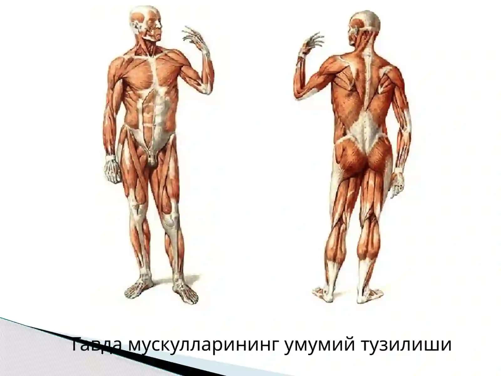 Мускулларнинг тузилиши, вазифалари ва аҳамияти 4