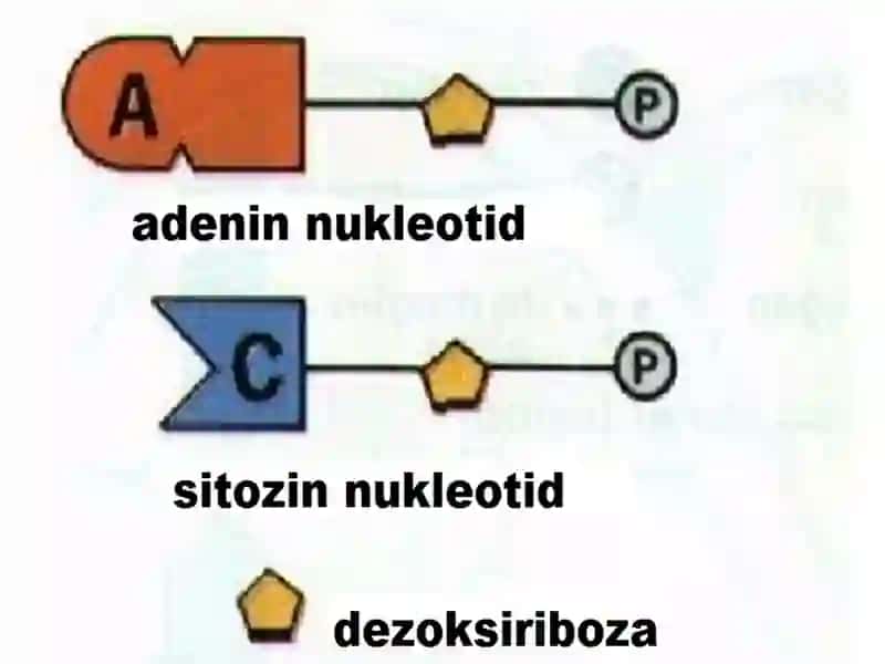 Nuklein kislotalar 4