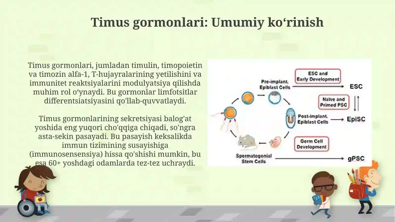 Timus vayoʻldoshgarmonlari 4