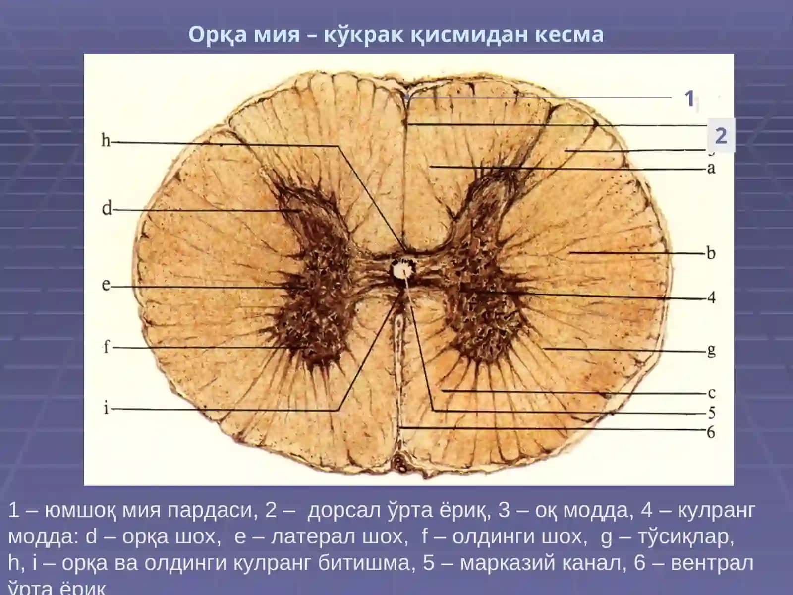 НЕРВ ТИЗИМИ СЕЗУВ АЪЗОЛАРИ 4