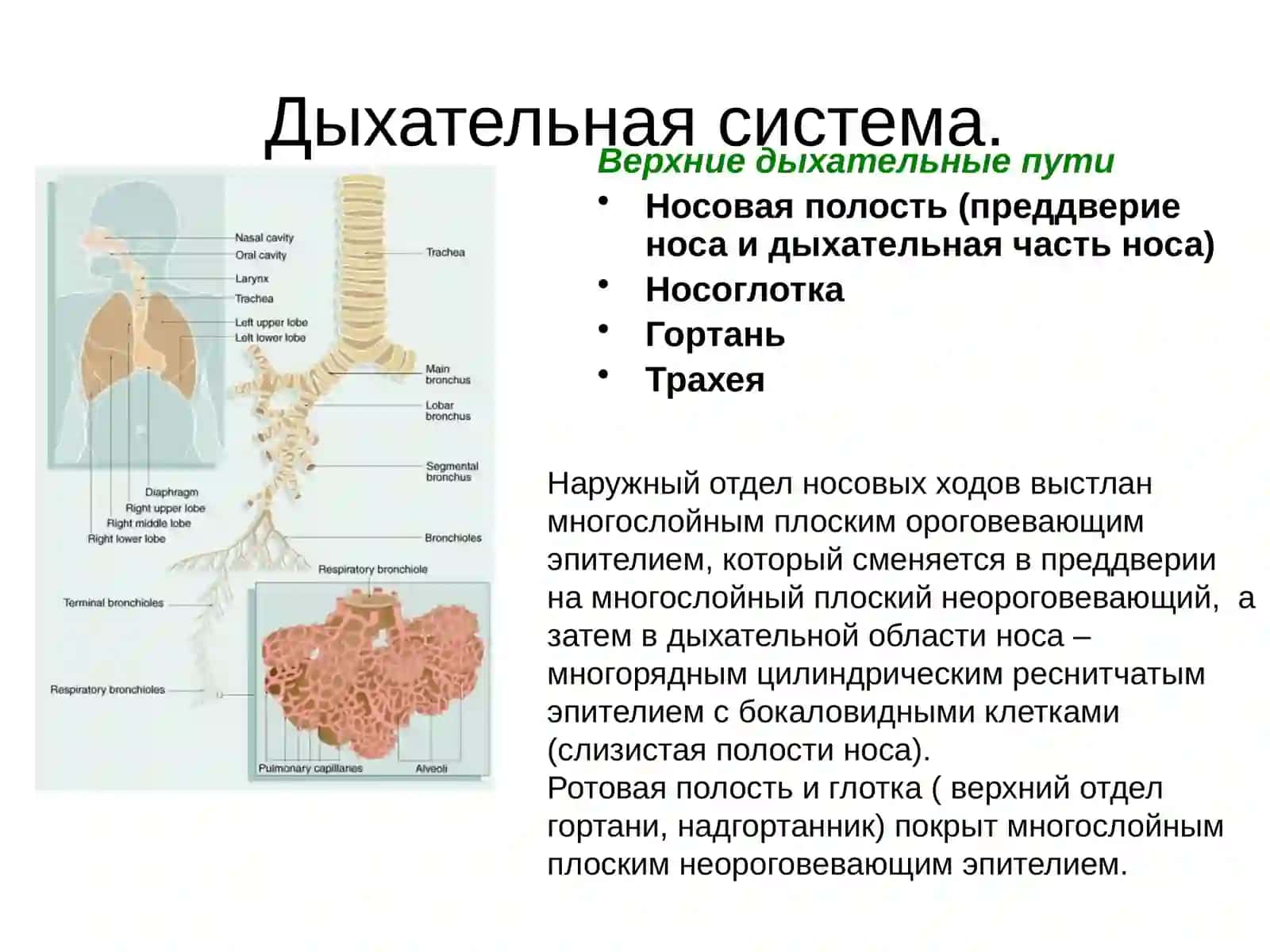 Лабораторная диагностика заболеваний бронхо-лёгочной системы 4