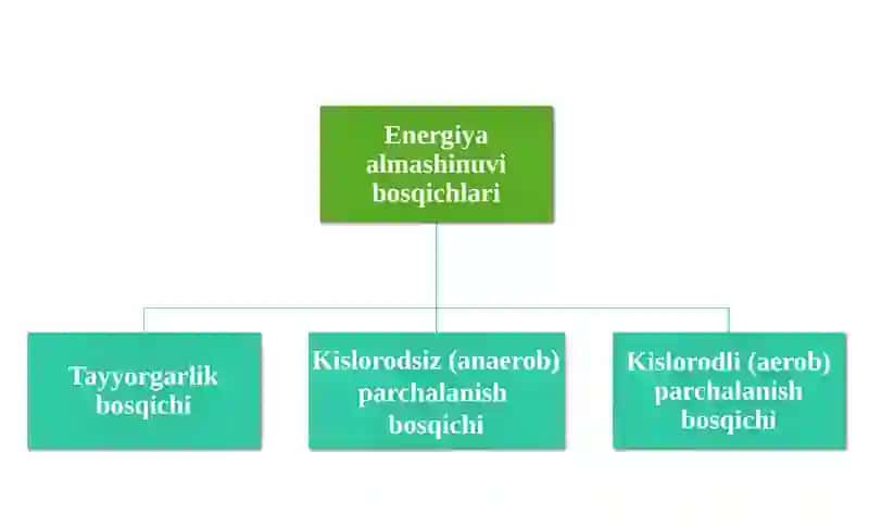 Biologiya 4