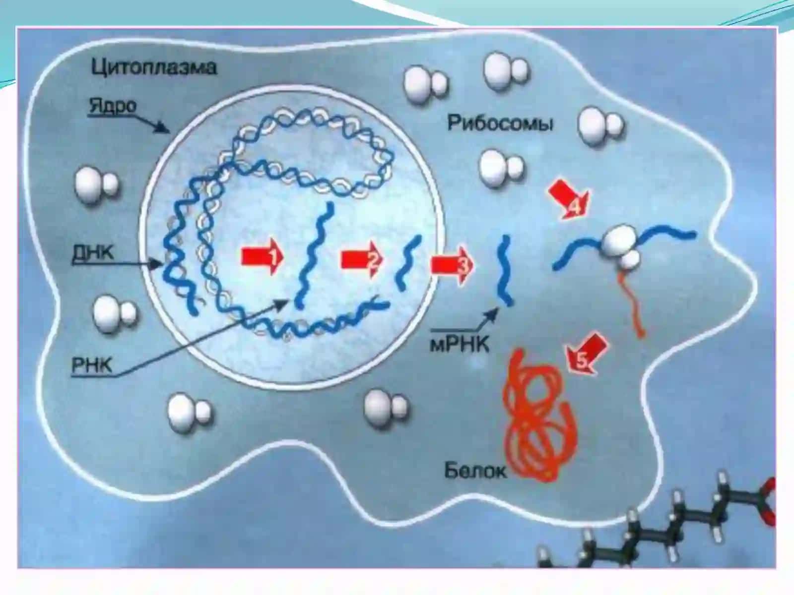 Oqsillar biosintezi 4