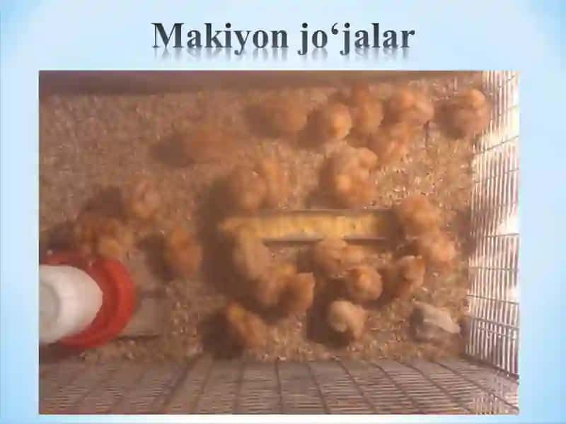 Parrandalar gigiyenasi 4